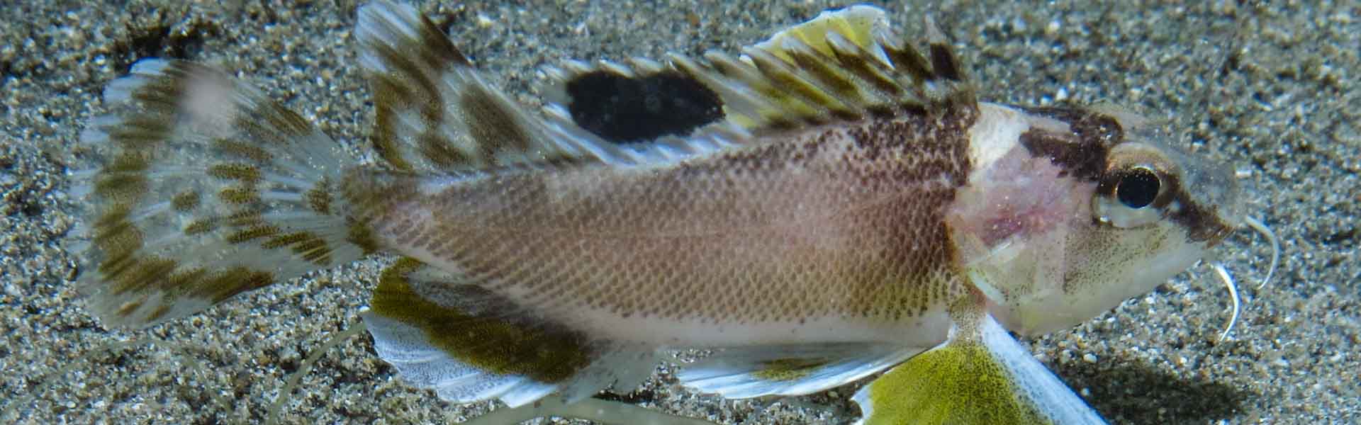 The Ocellated Waspfish